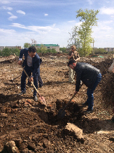 В городе завершается весенняя посадка деревьев