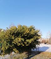 Приближается всеми любимый праздник – Новый год!