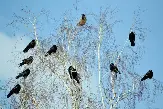 Погода