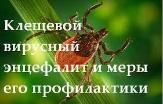 Памятка по клещевому вирусному энцефалиту